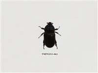 藏品(椰子犀角金龜)的圖片